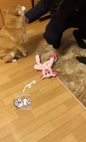 取り残された豚のおもちゃ