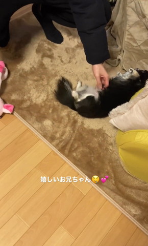 ごろんするチワワ