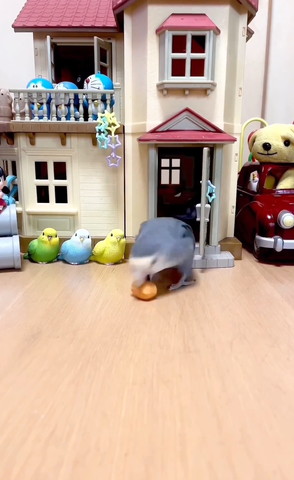 物くわえて下向いてるインコ