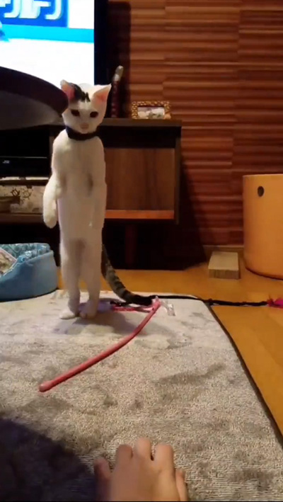 動画冒頭立つお豆くん