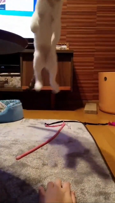 動画冒頭飛ぶお豆くん