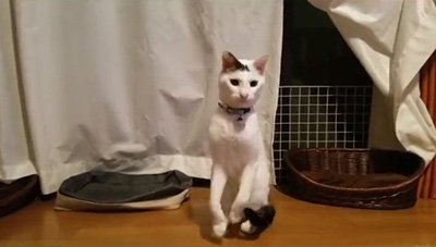 2こめのお豆くん