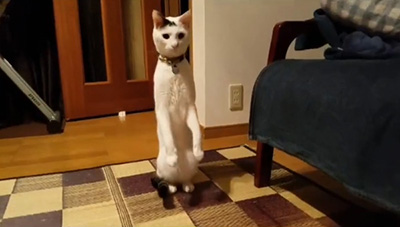 カーテンの前で立つお豆くん