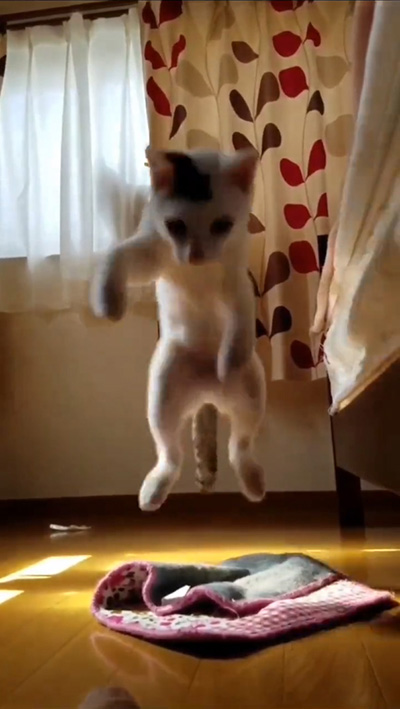 敷物の前から飛んでくるお豆くん