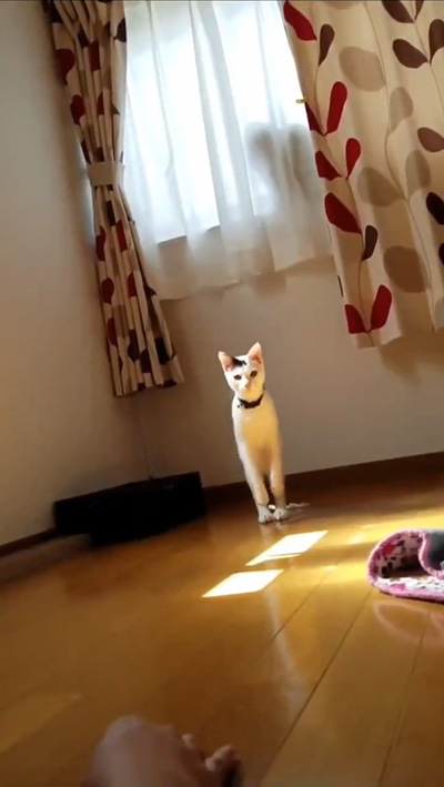 動画最後のお豆くん