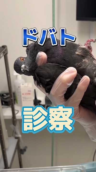 道端 保護 ドバト 動物病院 診察 鳩 ケガ