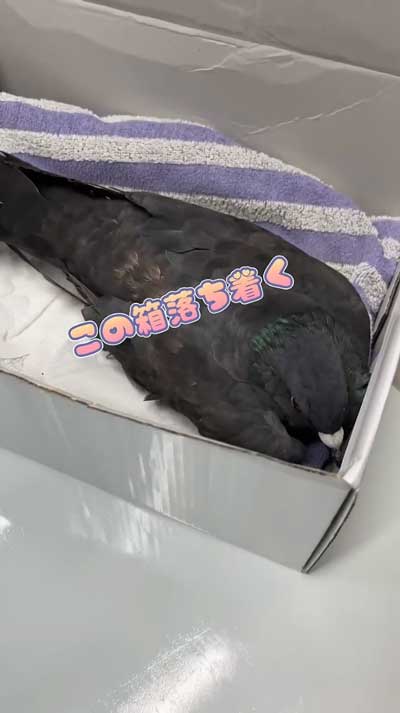 動かないドバト