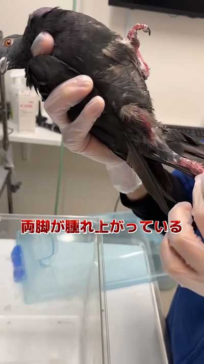 痛々しいドバト