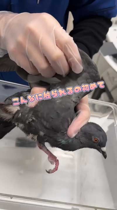 検査されるドバト