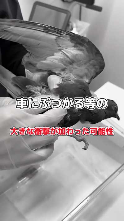 ケガしているドバト