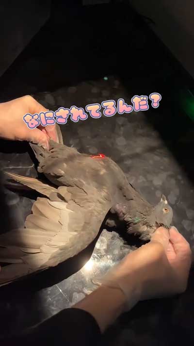 レントゲンとられるドバト