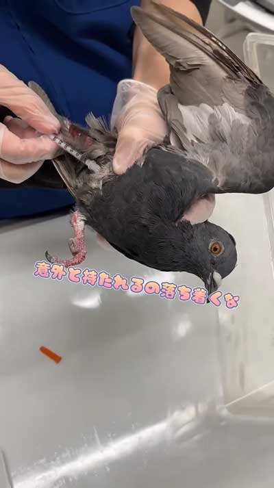 おとなしいドバト