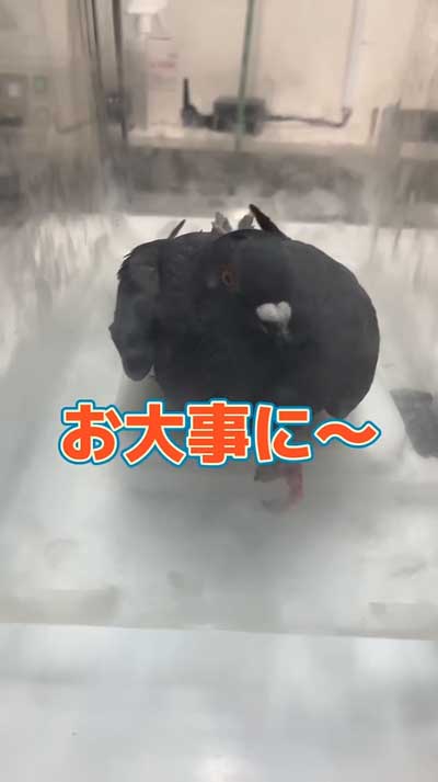 診察後のドバト