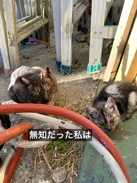 育児放棄された子猫のダイジェスト