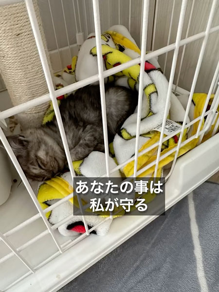 育児放棄された子猫のダイジェスト
