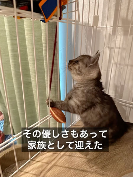育児放棄された子猫のダイジェスト