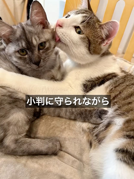 育児放棄された子猫のダイジェスト