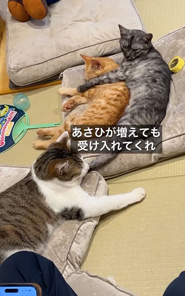 育児放棄された子猫のダイジェスト