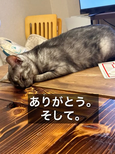 育児放棄された子猫のダイジェスト
