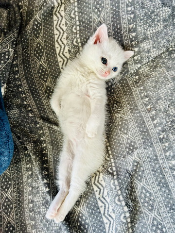 足ピーンとしてる子猫