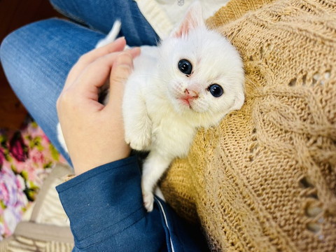 抱っこされてる子猫