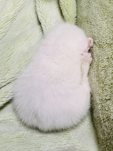 まるまって寝てる子猫後ろ姿