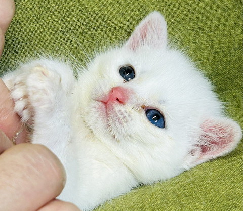 あお向け子猫横顔