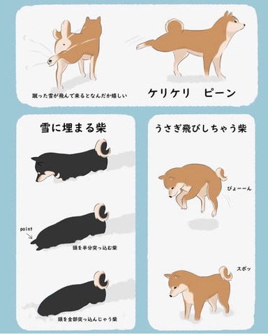 雪を見た柴犬の行動3パターン