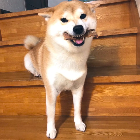 ムキ顏のワンコ