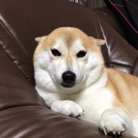 ヒコーキ耳ワンコ