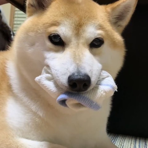 靴下くわえてるワンコ