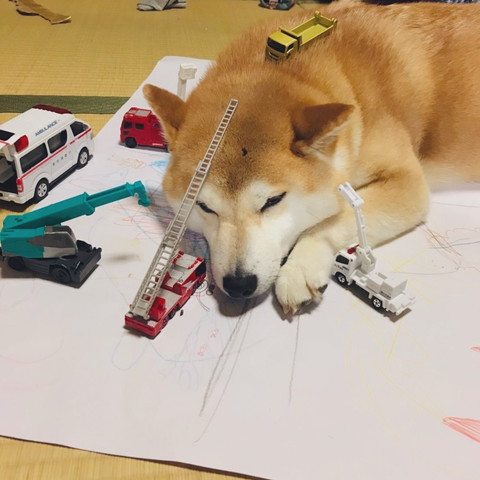 おもちゃに囲まれるワンコ