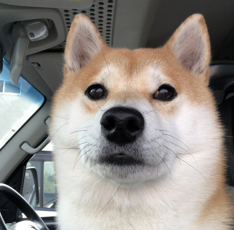 車にいるワンコ