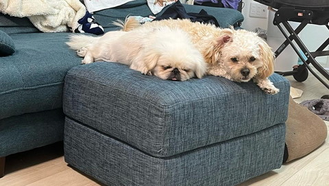 添い寝するワンコたち