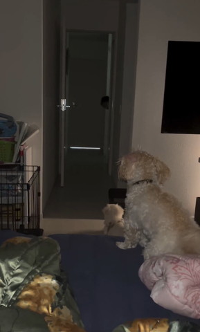 のぞいてるパパ