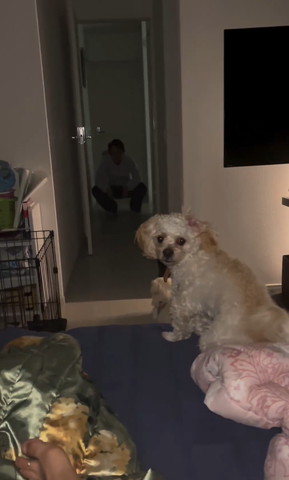 カメラ目線ワンコ