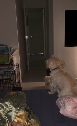 誰もいない廊下を見るワンコたち