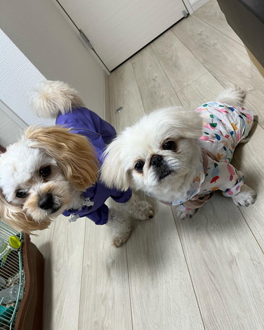 かっぱ着てるワンコたち