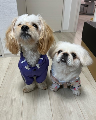 かっぱ着てるワンコたち上を見上げる