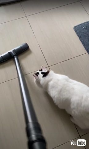 掃除機大好き猫