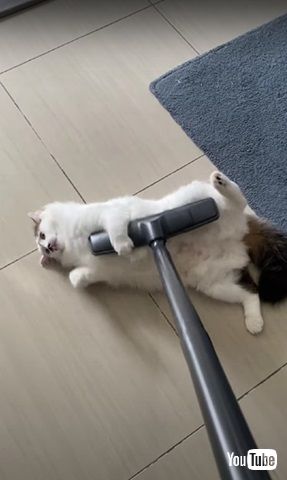 掃除機大好き猫