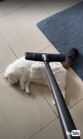 掃除機大好き猫