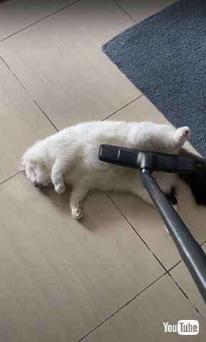 掃除機大好き猫