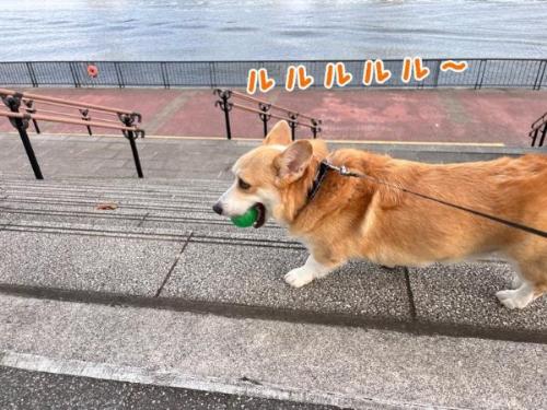 コーギーのお散歩