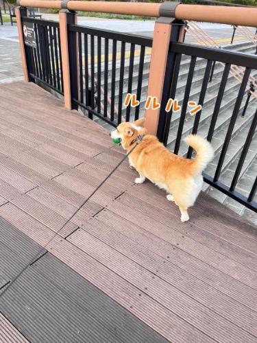 コーギーのお散歩