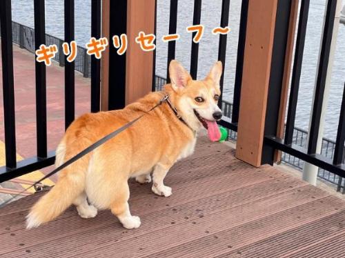 コーギーのお散歩