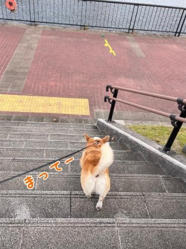 コーギーのお散歩