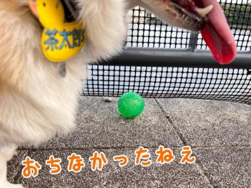 コーギーのお散歩