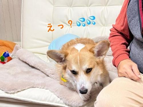 コーギーとおじいちゃん