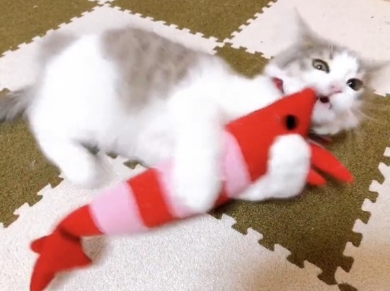 けりぐるみで遊ぶ猫